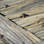 What’s The Difference Between Face Nailing/Screwing and Hidden Deck Fasteners? What’s The Difference Between Face Nailing/Screwing and Hidden Deck Fasteners?